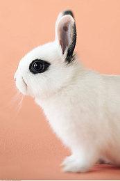 不爽XGP 日本大型零售商GEO宣布停售Xbox主机